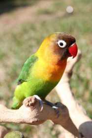 Lost Lovebird