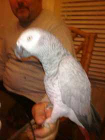 Lost African Grey