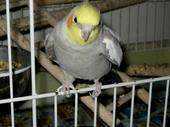 Lost Cockatiel