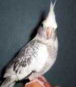 Lost Cockatiel