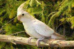 Lost Cockatiel