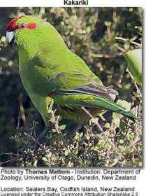 Lost Kakariki