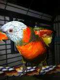 Lost Lory / Lorikeet