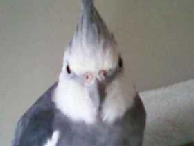 Lost Cockatiel