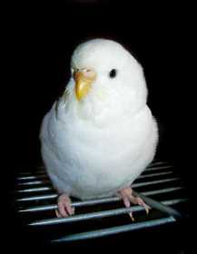 Lost Budgerigar