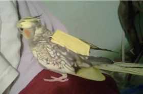 Lost Cockatiel