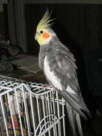 Lost Cockatiel