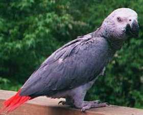 Lost African Grey