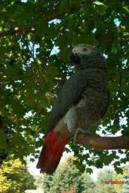 Lost African Grey