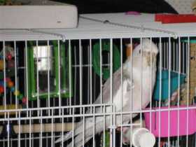 Lost Cockatiel