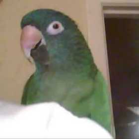 Lost Conure