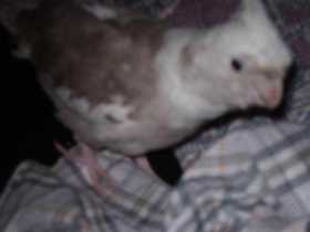 Lost Cockatiel