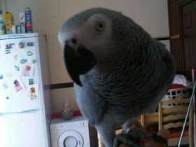 Lost African Grey