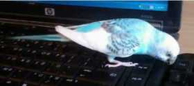Lost Parakeet