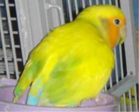 Lost Lovebird