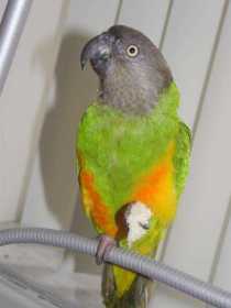 Lost Senegal