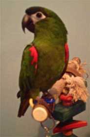 Lost Macaw