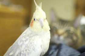 Lost Cockatiel
