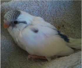 Lost Budgerigar