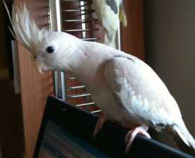 Lost Cockatiel