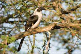 Lost Hornbill