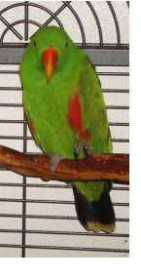 Lost Eclectus