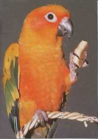 Lost Conure
