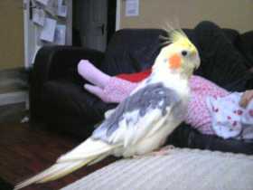 Lost Cockatiel