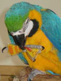 Lost Macaw