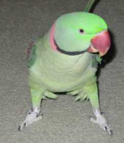 Lost Alexandrine