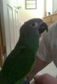 Lost Conure