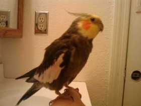 Lost Cockatiel