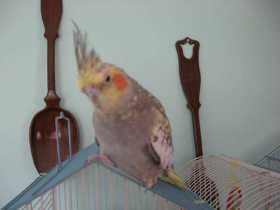 Lost Cockatiel