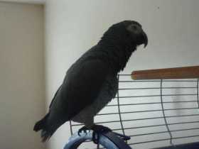 Lost African Grey