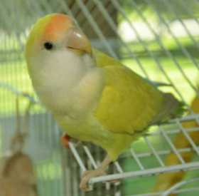 Lost Lovebird