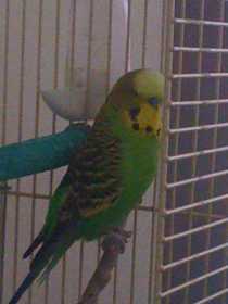 Lost Budgerigar