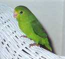 Lost Parrotlet