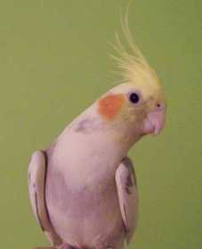 Lost Cockatiel