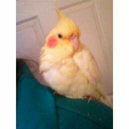 Lost Cockatiel