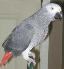 Lost African Grey