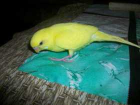 Lost Budgerigar