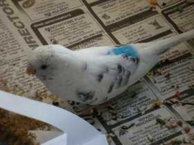 Lost Budgerigar