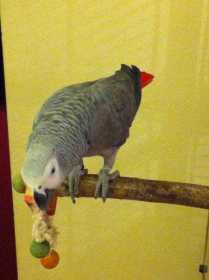 Lost African Grey