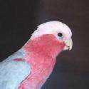 Lost Galah Cockatoo