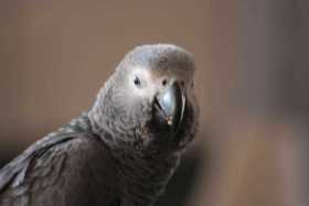 Lost African Grey
