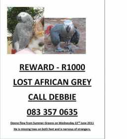Lost African Grey