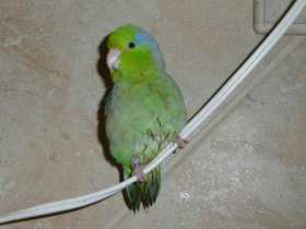 Lost Parrotlet