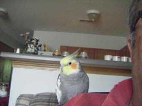 Lost Cockatiel