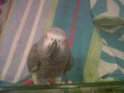 Lost African Grey