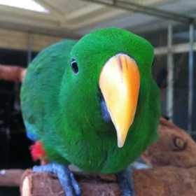 Lost Eclectus